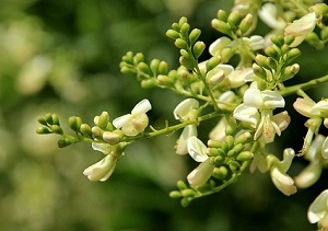 Product Info Image 1